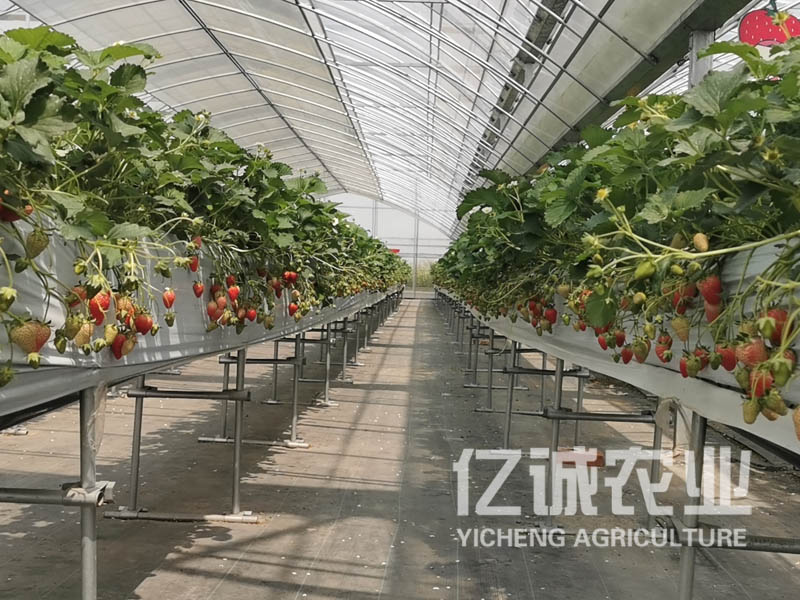 温室大棚无土栽培草莓