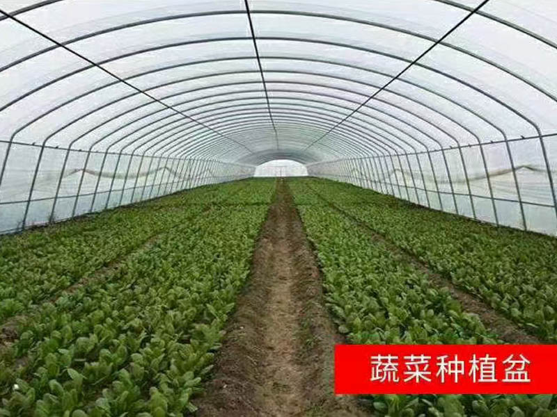 蔬菜大棚厂家