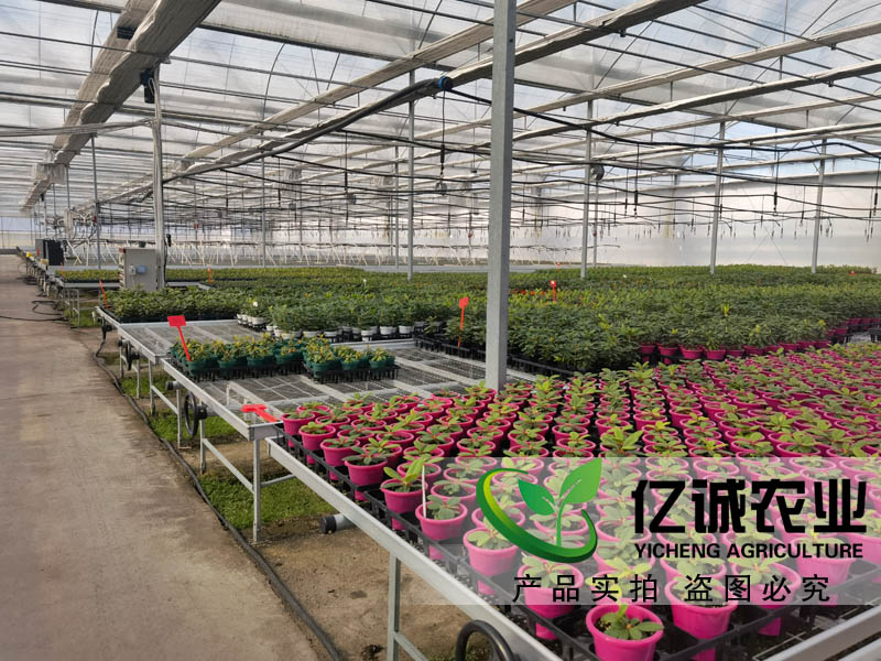 花卉种植大棚建设